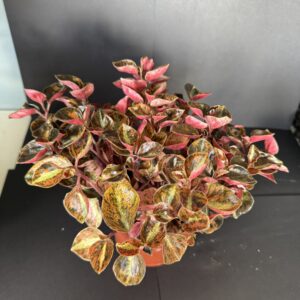 Peperomia Creme Brulee
