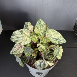 Peperomia Caperata Buenos Aires