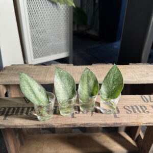 Rhaphidophora Hongkongensis Stecki