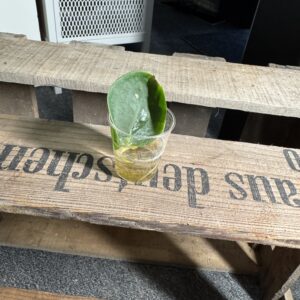 Monstera Kortalsii Stecki