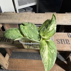 Scindapsus Halimoon Salaka Stecki