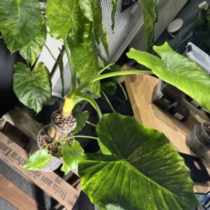 Alocasia Gageana Aurea mit Seitentrieben