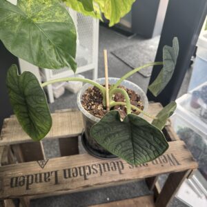 Alocasia Melo groß