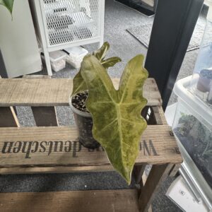 Alocasia Pseudosanderiana aurea