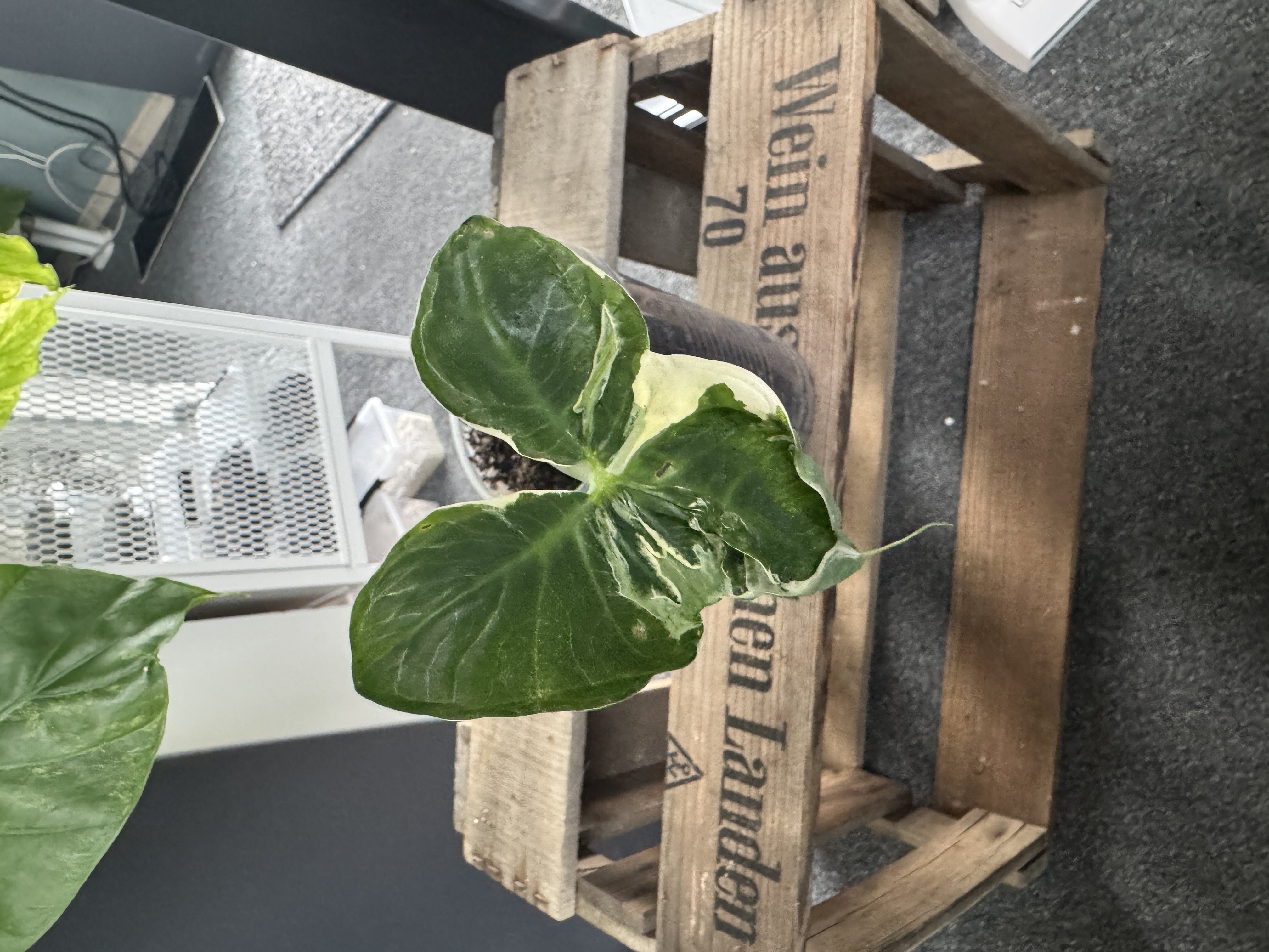 Aloacasia Mickey Mous Mutation Lava