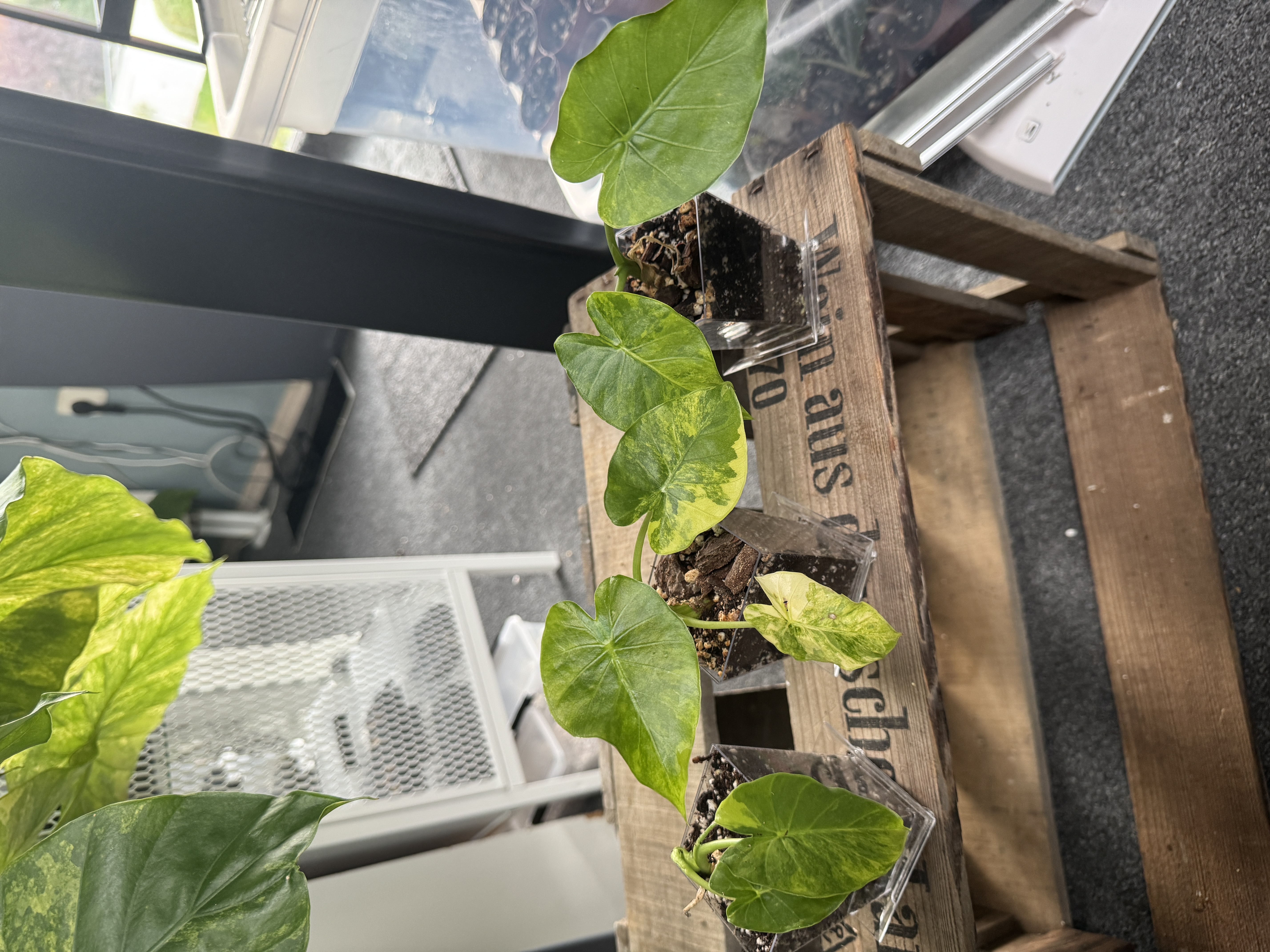 Alocasia Gageana Aurea