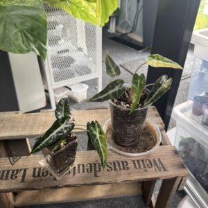 Aloacasia Bambino Aurea