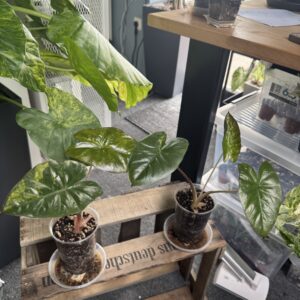 Alocasia Yucatan Aurea