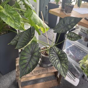 Alocasia Dragon Scale Mint XL