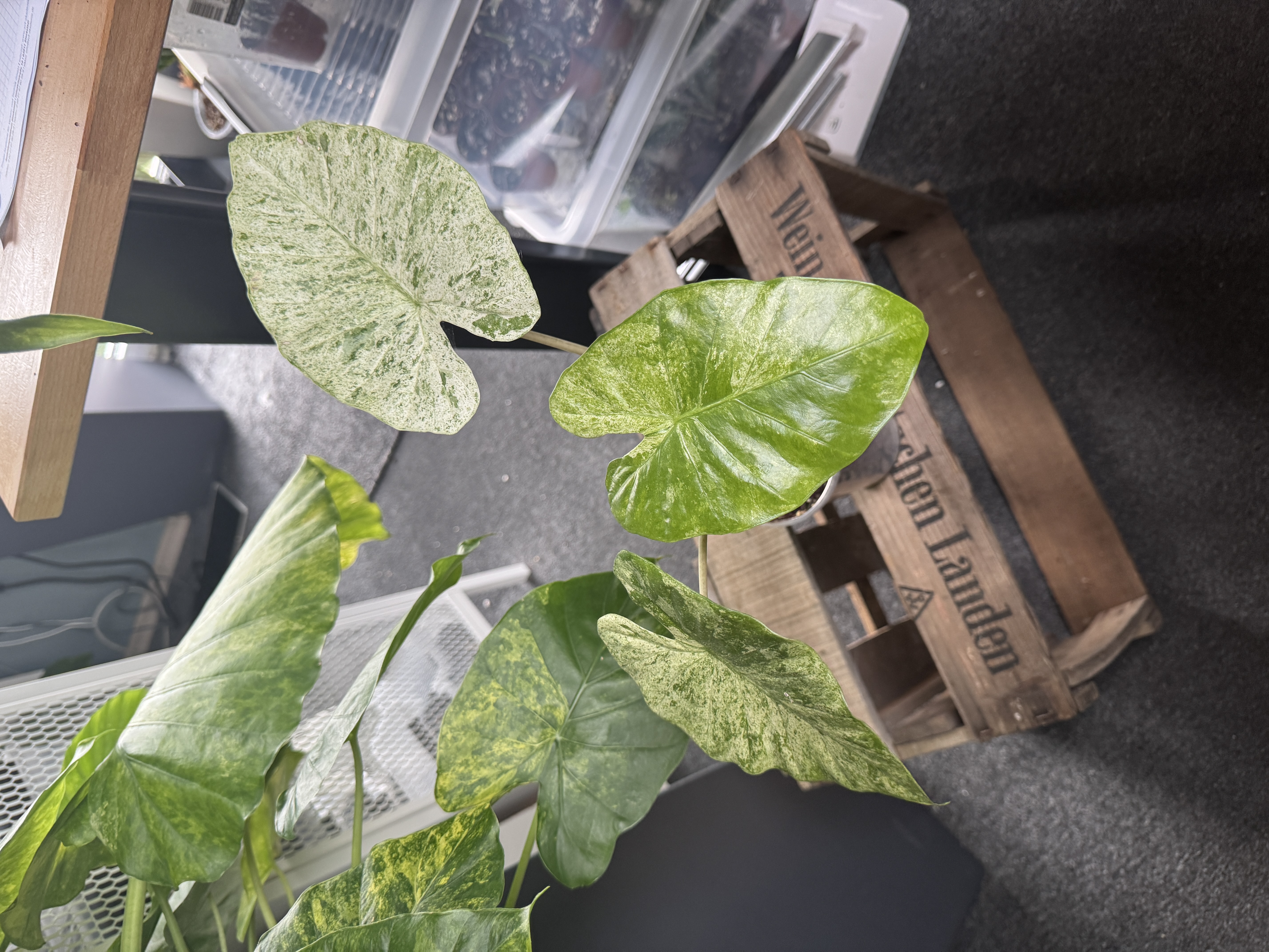 Alocasia Macrorhizza Splash