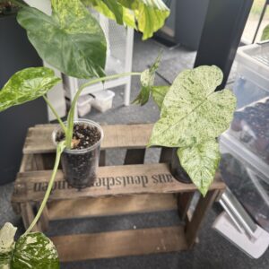 Alocasia Macrorhizza Splash