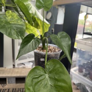 Alocasia Cuculatta