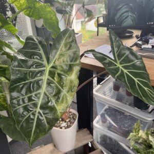 Alocasia Aurora Variegata XL