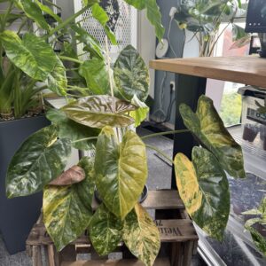 Alocasia Wentii Aurea Sunset Variegata XL