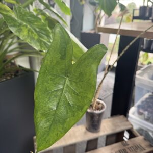 Alocasia Zebrina GoG Variegata