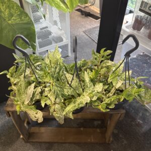 Pellonia Repens Variegata Ampel