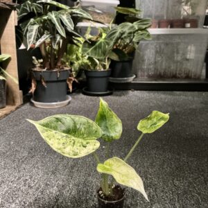 Alocasia Dragon Scale mint Baby