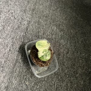 Alocasia Silver Dragon Albo