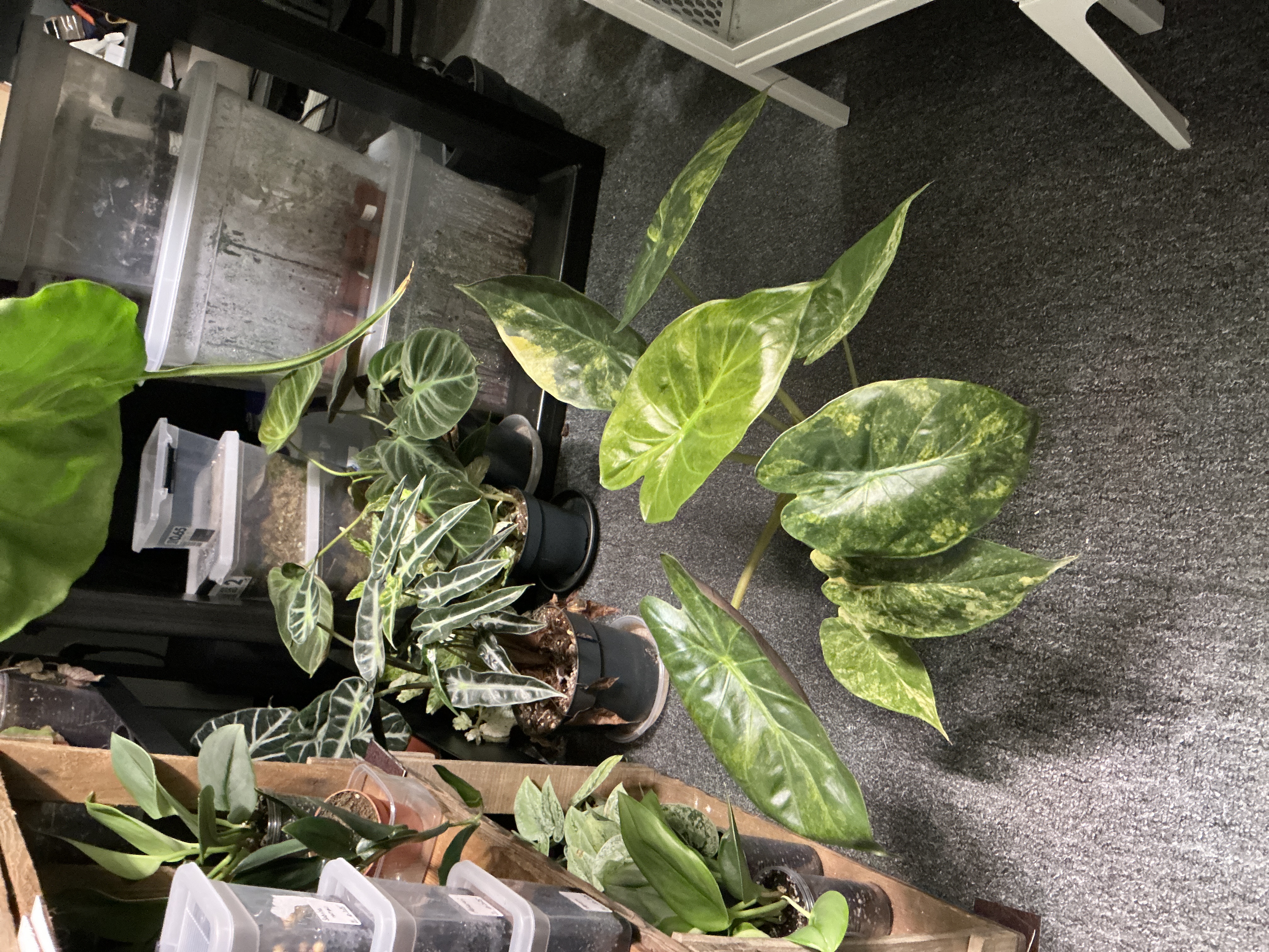 Aloacasia wentii aurea