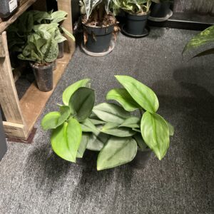 Scindapsus Treubii Moonlight