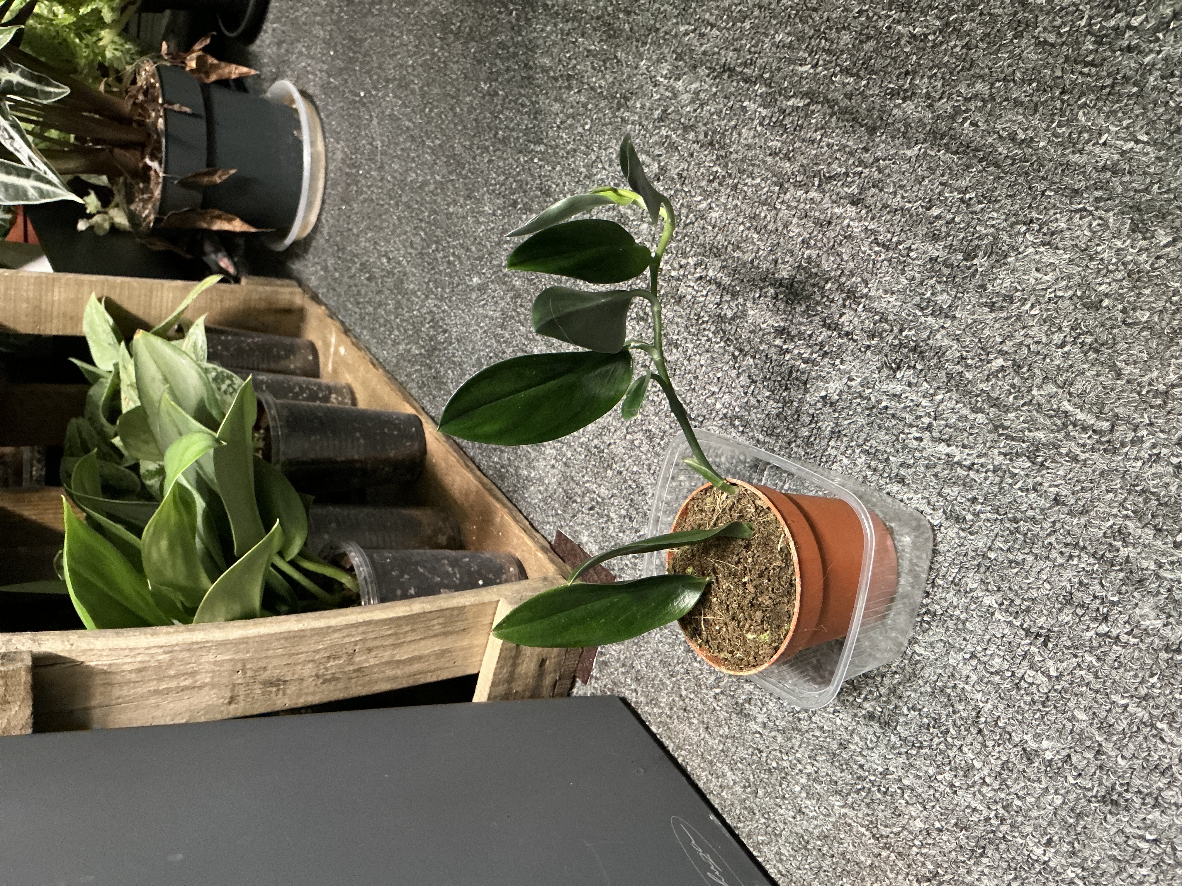 Scindapsus treubii Dark