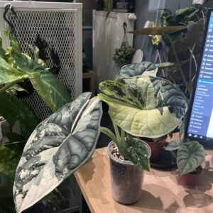 Alocasia Dragon Scale variegata L