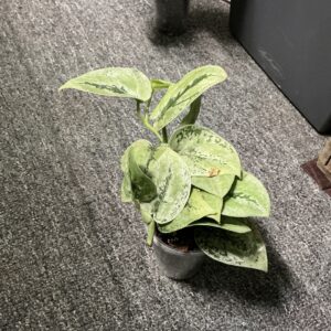 Scindapsus Kalimantan Tricolor