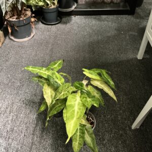 Alocasia Polly aurea