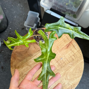 Alocasia Portei aurea variegata