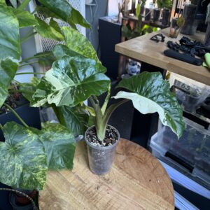 Alocasia Low Rider albo variegata