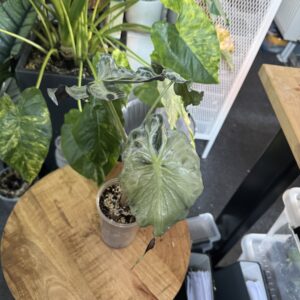 Alocasia Venom XL