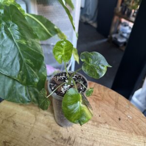 Alocasia London eye aurea variegata