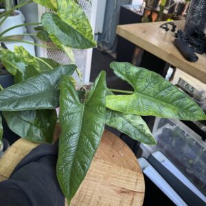 Alocasia Sulawesii variegata L