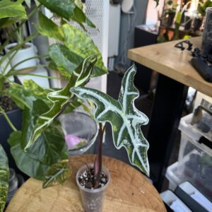 Alocasia Nobilis Pink variegata