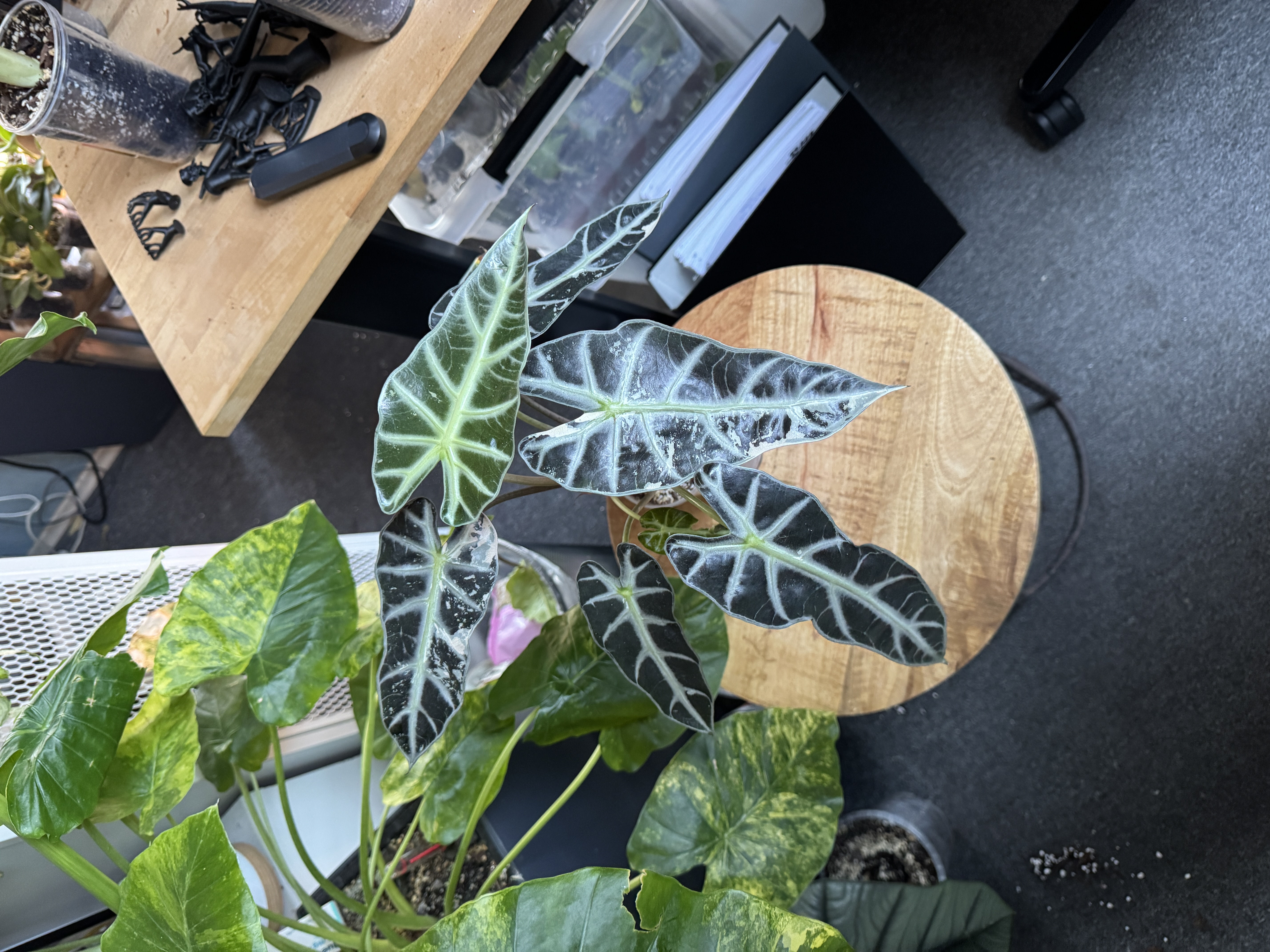 Alocasia Bambino Pink variegata XL