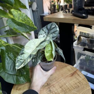 Alocasia Silver Dragon albo Variegata L