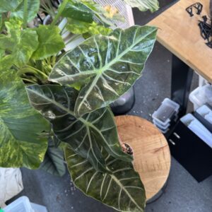 Alocasia Aurora aurea variegata XL