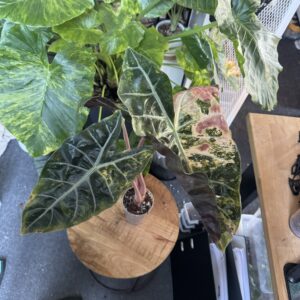 Alocasia Aurora aurea XL High Pana