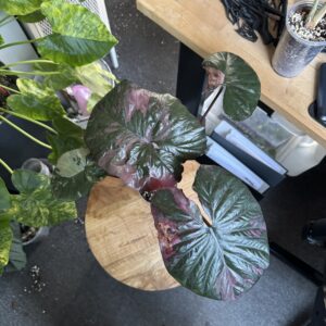 Alocasia Serendipity Pink variegata XL