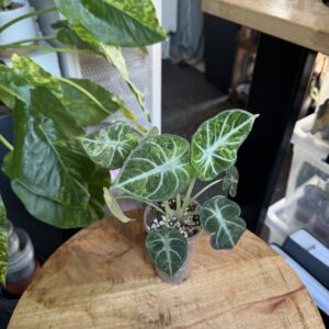 Alocasia Ninja Tricolore 2 Pflanzen im Topf