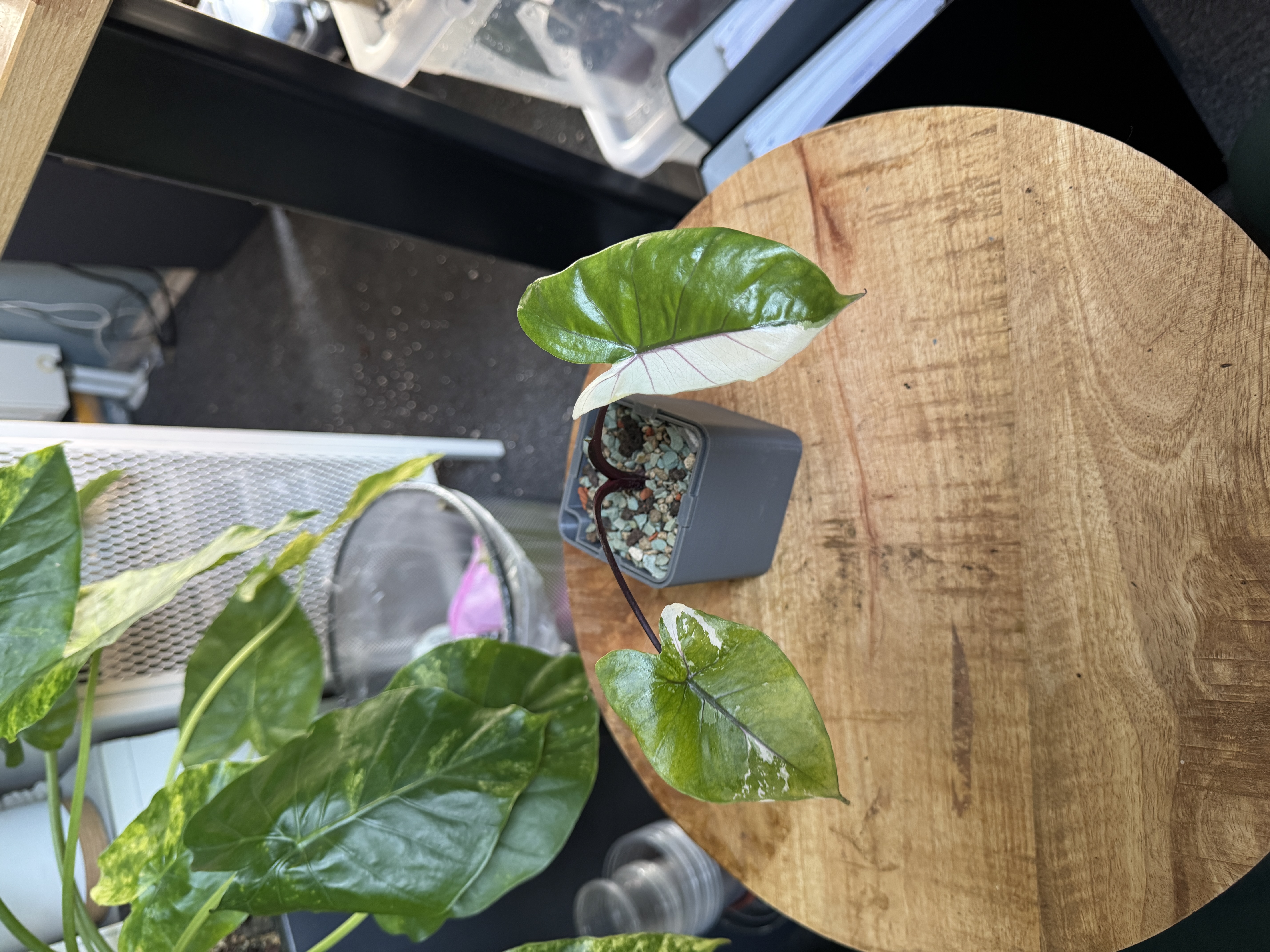 Alocasia Macrorhizza Black Stem Variegata