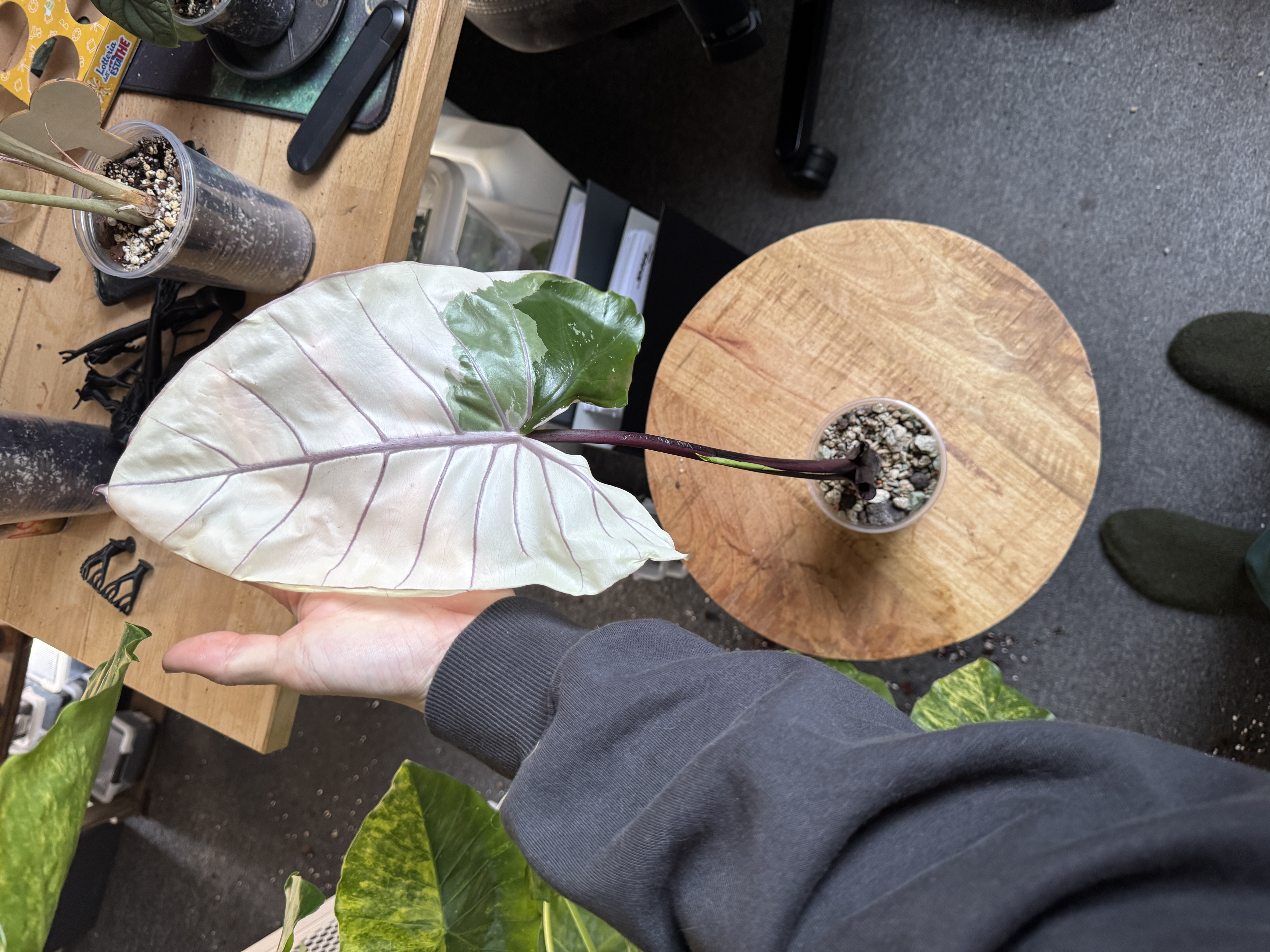 Alocasia Macrorhizza Black stem variegata XL