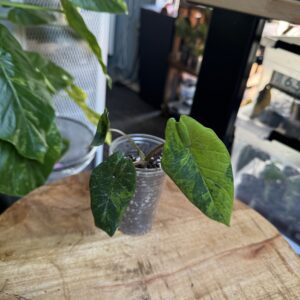 Alocasia Scalprum aurea variegata