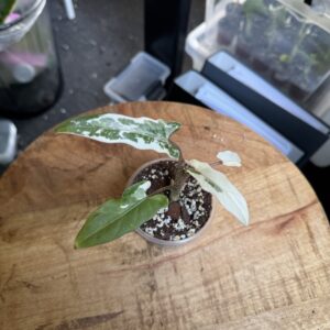 Alocasia Lauterbachiana albo variegata