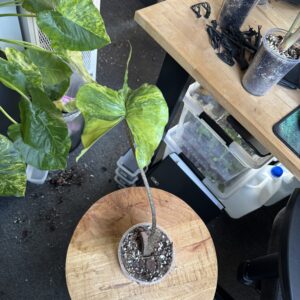 Alocasia Stingray aurea XL