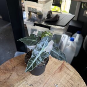 Alocasia Amazonica Pink variegata