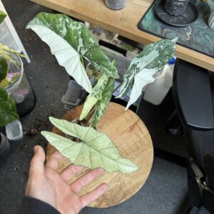 Alocasia Simpo albo variegata