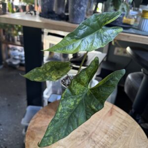 Alocasia Simpo aurea variegata