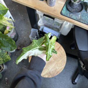 Alocasia Sarian albo variegata