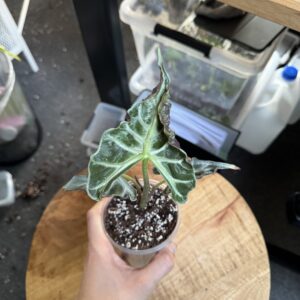 Alocasia Loco L